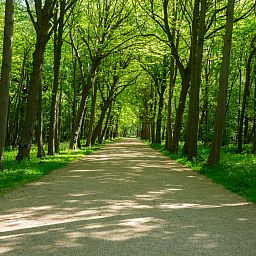 Entdecken Sie die natuerliche Umgebung des Ferienhauses ZE1681 in Oostkapelle, Walcheren, mit grasenden Hirschen in der gruenen Landschaft Zeelands.