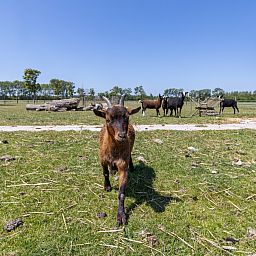 Komfortables Schlafzimmer im Ferienhaus ZE583 in Vrouwenpolder, Walcheren mit Blick auf den Garten in Zeeland.