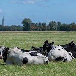 Eetruimte in vakantiehuis ZE136 met bloemen, Grijpskerke, Walcheren, Zeeland.