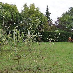 Boomgaard met jonge bomen bij Vakantiehuis in Nieuw- en Sint Joosland, Walcheren, Zeeland, perfect voor natuurwandelingen.