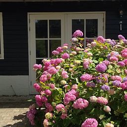 Ferienhaus in Schoondijke mit farbenfrohen Hortensien im Garten, gelegen im malerischen Zeeuws-Vlaanderen, Zeeland.