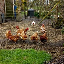 Guest house 640607 - Holiday property Zuid-Beveland - Huisje in Wemeldinge