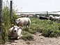 Unterkunft 6406124 • Ferienhaus Zuid-Beveland • 5-persoons Zeeuwse Cottage  • 14 von 20