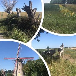 Guest house 640823 - Holiday property Zuid-Beveland - Vakantiehuis Sunshine