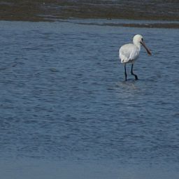 Verblijf 661021 - Appartement Goeree-Overflakkee - Appartement Gemütliches Mobilheim mit 3 Schlafzimmern