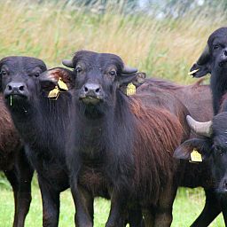 Camping de Waterbuffelfarm