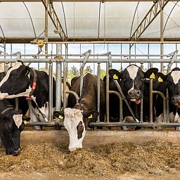BoerenBed Het Wesselink in Salland