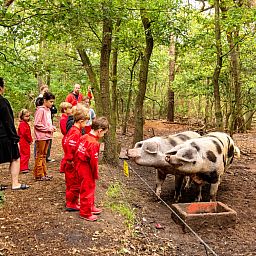 FarmCamps Hoeve Luyterheyde