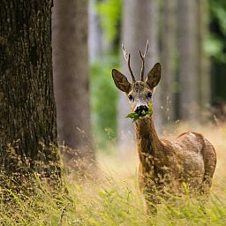 De Veluwse Hoevegaerde