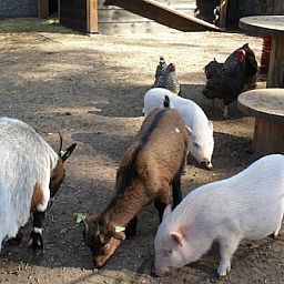 Vakantiepark de Bosrand