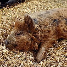 Boerderijcamping het Katreel