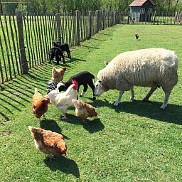 Camping de Peelweide