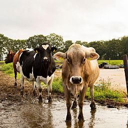 BoerenBed Landgoed Volenbeek