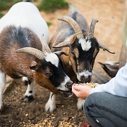 FarmCamps De Verloren Kost