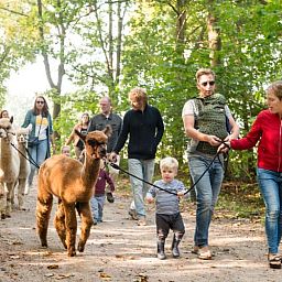FarmCamps Alpaca Vorstenbosch