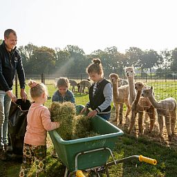 FarmCamps Alpaca Vorstenbosch