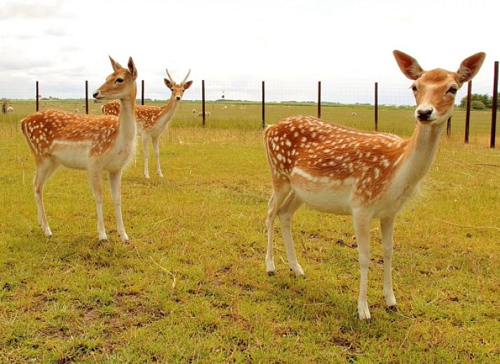 Cozy living room of Comes well vacation home in De Cocksdorp Texel with comfortable sofas