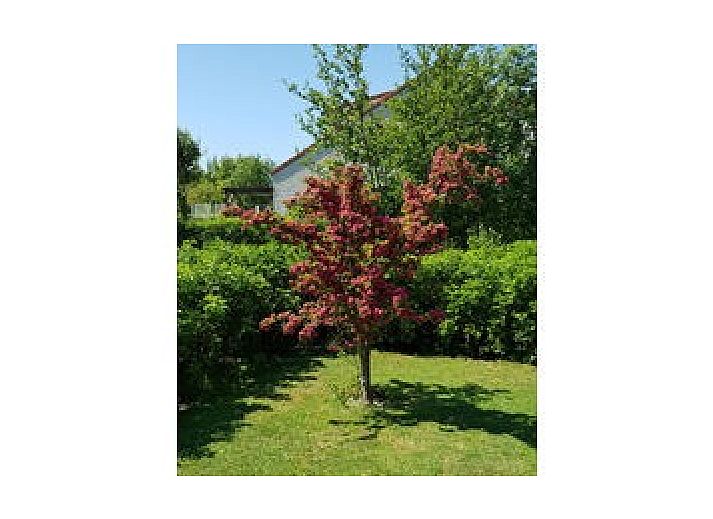 Unterkunft 01011038 - Ferienhaus Texel - Ferien-Perle