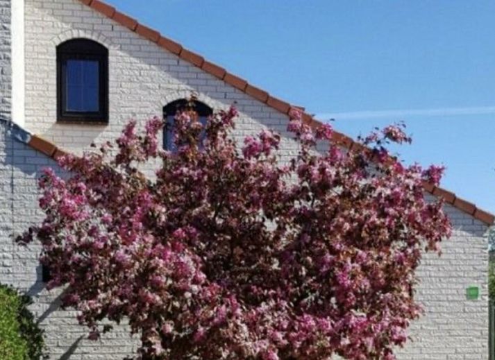 Ferienperle vacation home with flowering tree in De Cocksdorp, Texel, Wadden Islands.