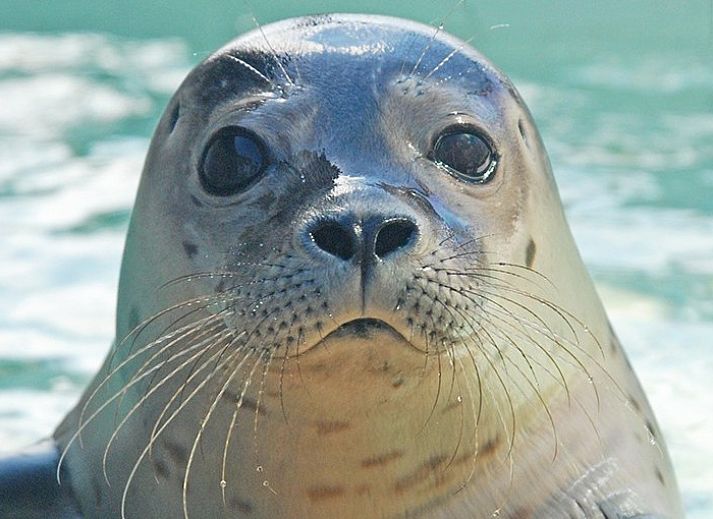 Cozy dining room in Krim 661 with sauna, Stuha, and BBQ, a vacation home in De Cocksdorp, Texel, overlooking a green garden.