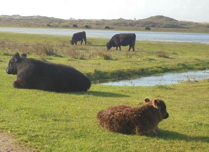 Gemuetliches Esszimmer im Ferienhaus Junier/Huisman, Sued-Eierland, Texel mit Blick auf den Garten.