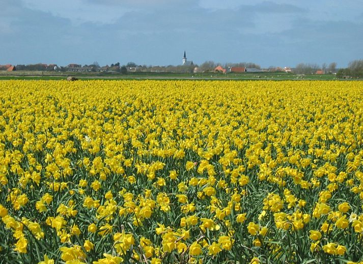 Gemuetliches Wohnzimmer im Ferienhaus Junier/Huisman, Sued-Eierland, Texel mit grossen Fenstern.