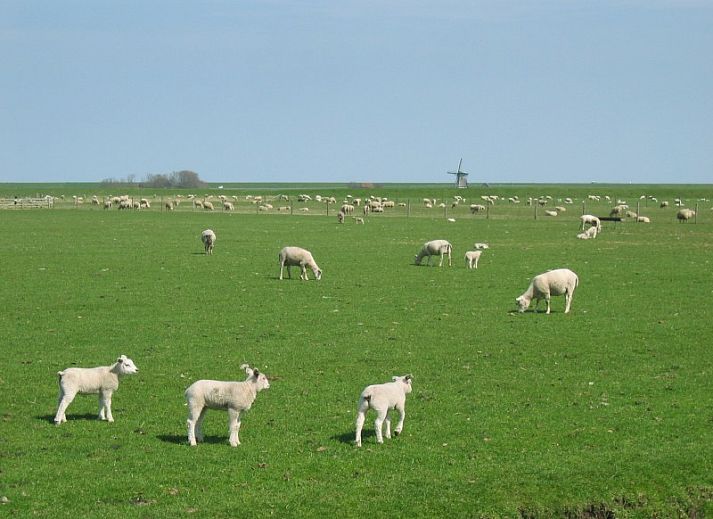 Gemuetliches Wohnzimmer im Ferienhaus Junier/Huisman, Sued-Eierland, Texel mit grossen Fenstern.