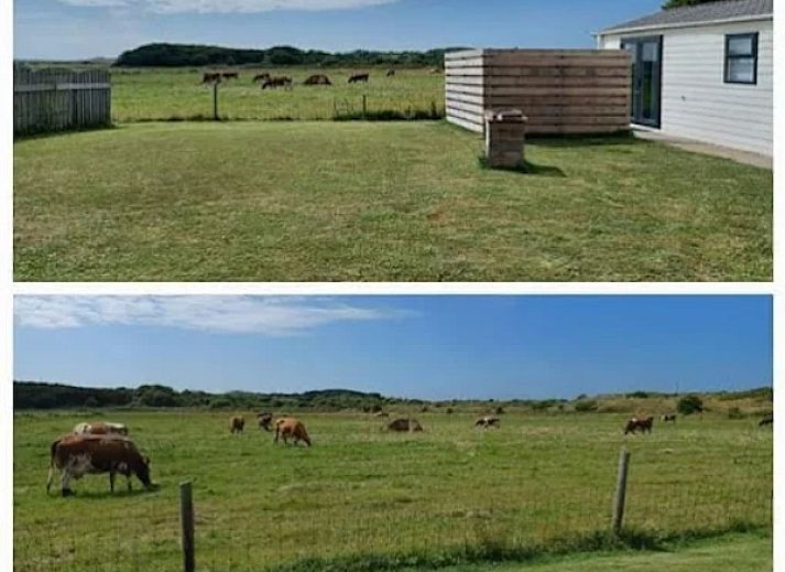 Chalet Duunzicht in De Cocksdorp, Texel offers a serene garden overlooking grazing cows, ideal for nature lovers on the Wadden Islands.