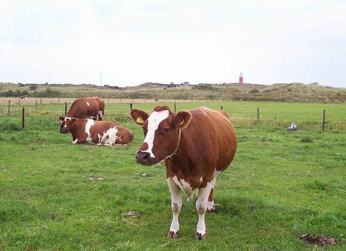 Enjoy the view of grazing cows in nature around Chalet Duunzicht, a vacation home in De Cocksdorp, Texel, Wadden Islands.