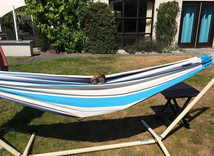 Guest house 010153 - Bungalow Texel - Heerlijk vakantiehuis