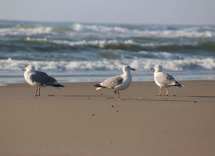 Moderne keuken in 6-pers. Vakantiehuis met Sauna in De Koog, Texel, Waddeneilanden.