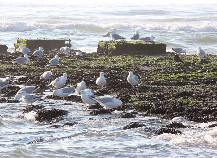 Moderne keuken in 6-pers. Vakantiehuis met Sauna in De Koog, Texel, Waddeneilanden.