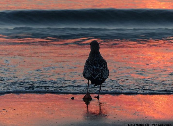 Charmante architectuur van Duinrand Vakantievilla's Type 1 in De Koog, Texel.