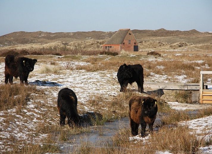 Texel Villa Duinzicht in De Koog, Ferienhaus umgeben von Natur und Ruhe auf Texel, Watteninseln.