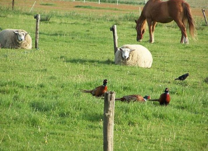 Sonniges Interieur der Texel Villa Duinzicht, Ferienhaus in De Koog, Texel, mit wohnlicher Atmosphaere.