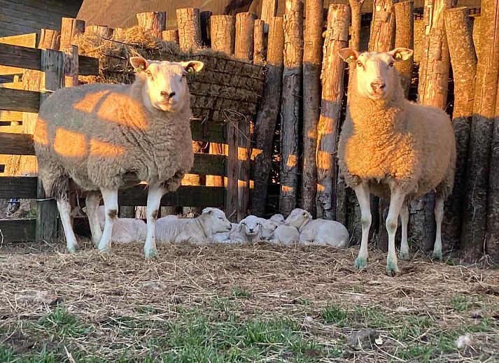 Moderne badkamer met douche in NH198 vakantiehuis Den Burg Texel.
