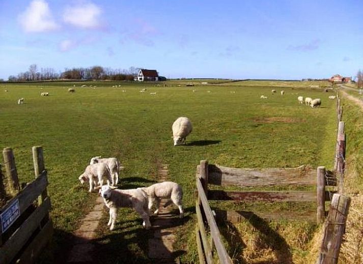Trampoline in de tuin van NH198 vakantiehuis Den Burg Texel.