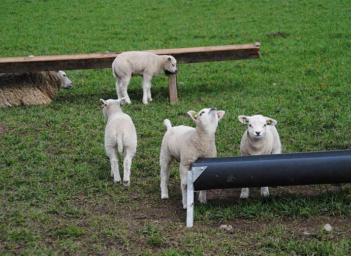 Unterkunft 0104159 - Ferienhaus Texel - NH010