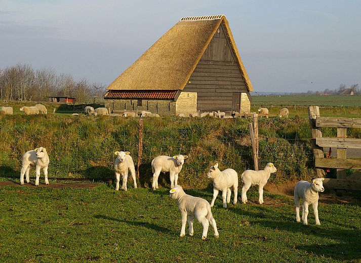 Unterkunft 0104196 - Ferienhaus Texel - Tempelier 39