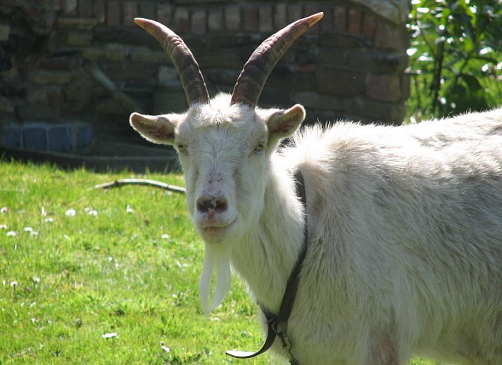 Gezellige woonkamer van Woeste Hoeve vakantiehuis in Den Burg, Texel met comfortabele banken