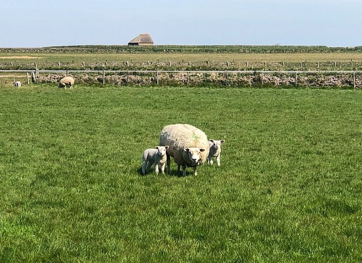 Guest house 010496 - Holiday property Texel - Groepsaccommodatie Hoeve Elba