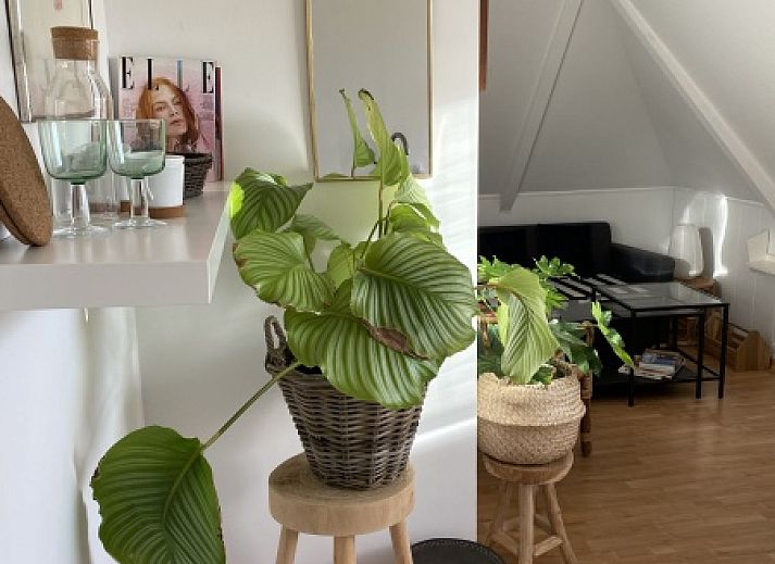 Stijlvolle woonkamer in Tweepersoons studio 2/3, Den Hoorn, Texel met kunst en planten.