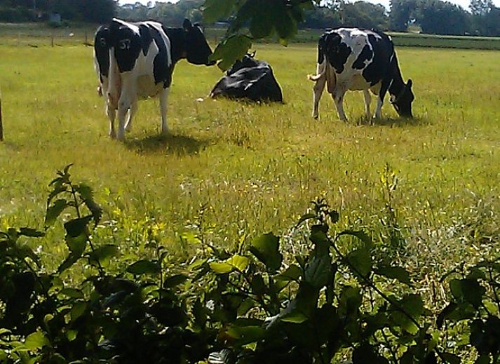 Ferienhaus De Viersprong in Oosterend, Texel mit bluehendem Baum und gruenem Garten auf den Watteninseln.
