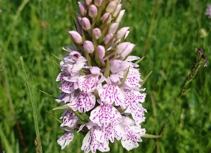 Green surroundings at vacation home Akkerveld 27 in Dennenbos Texel, perfect for nature lovers.