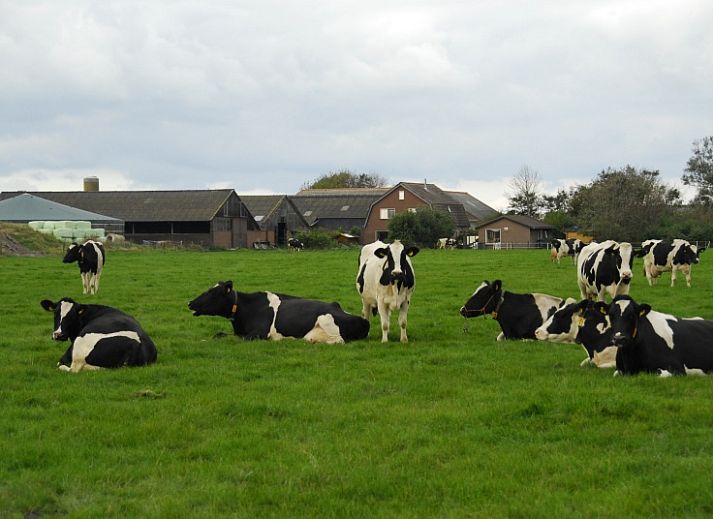 Gemuetliches Wohnzimmer von 3980 Bauernhaus Leiden in Sued-Eierland, Texel mit Blick auf den Garten
