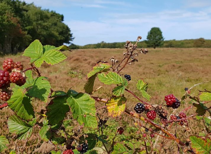 Slaapkamer met twee bedden in De Strandloper vakantiehuis, De Koog, Texel.