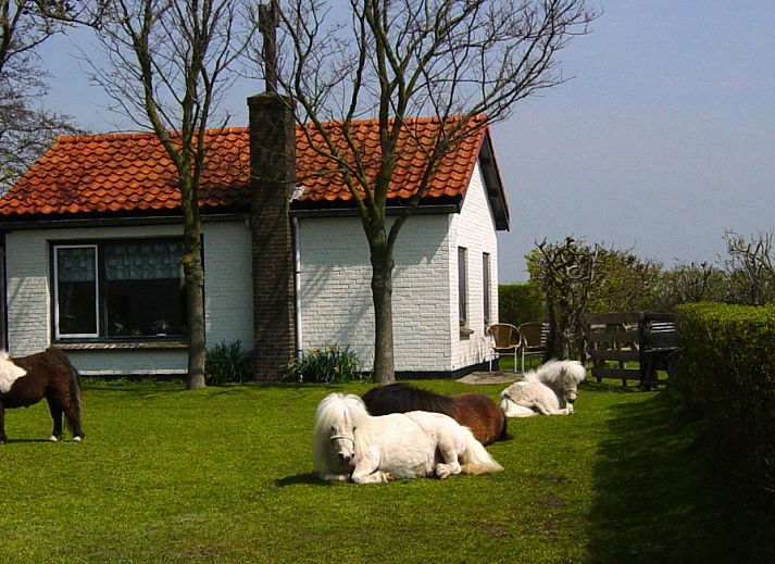 Guest house 0113371 • Holiday property Texel • Langsteert 