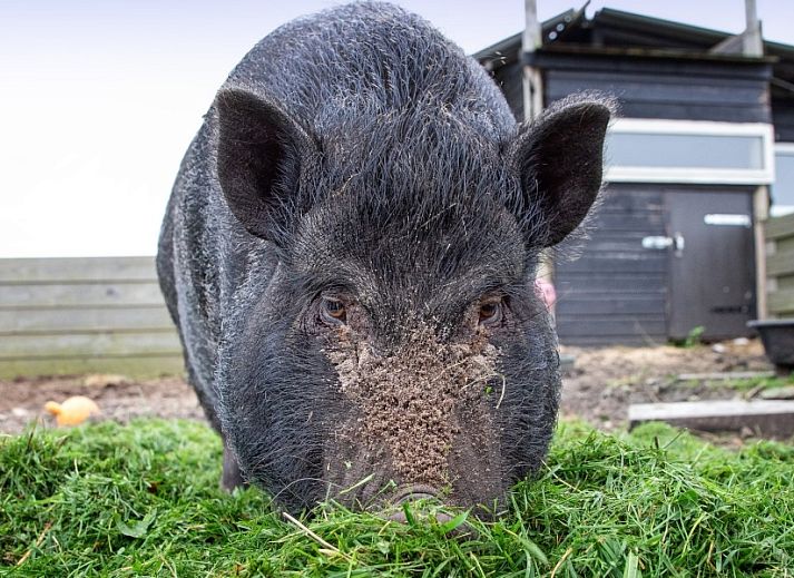 Eethoek en woonkamer in Wulpenweid 14 Zeehond Texel met toegang tot de tuin.
