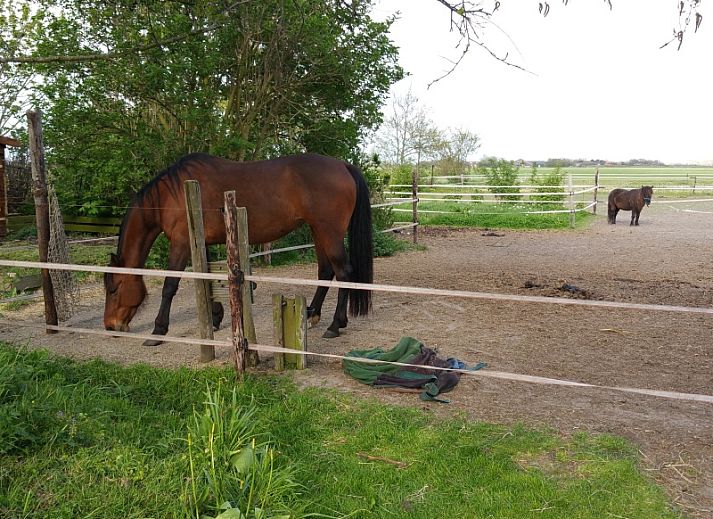 Helianthus-Ferienhaus in De Dennen Texel mit grosser Veranda und Balkon zum Entspannen in der Natur.