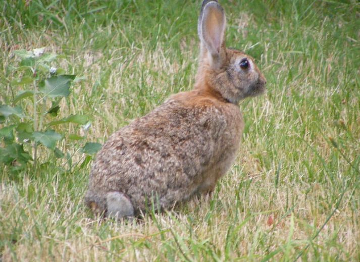 Gemuetliche Terrasse im Ferienhaus Duinpieper in De Dennen, Texel, umgeben von Natur.